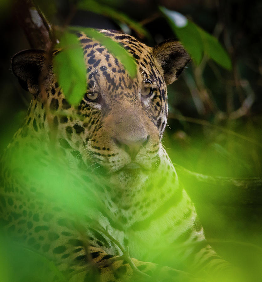 Brazil A Male Jaguar Resting Photograph by Ralph H. Bendjebar - Fine ...
