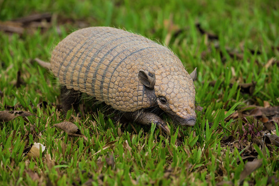 Brazil A Pichi, Dwarf Armadillo Photograph by Ralph H. Bendjebar - Pixels