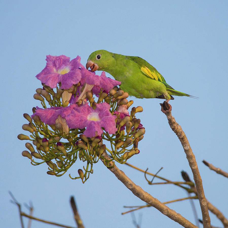 Brazil A Yellow Chevroned Parakeet Photograph By Ralph H Bendjebar