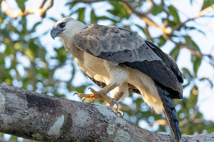 Brazil, Amazon, Manaus, Juvenile Harpy Photograph by Ellen Goff - Fine ...