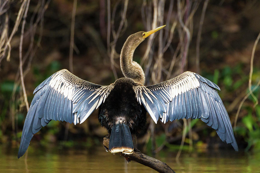 Anhinga Photograph - Brazil An Anhinga Drying Its Wings by Ralph H. Bendjebar