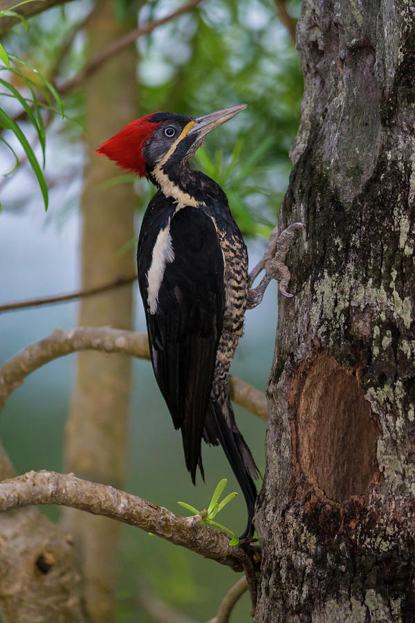 Brazil Lineated Woodpecker (dryocopus Photograph by Ralph H. Bendjebar ...