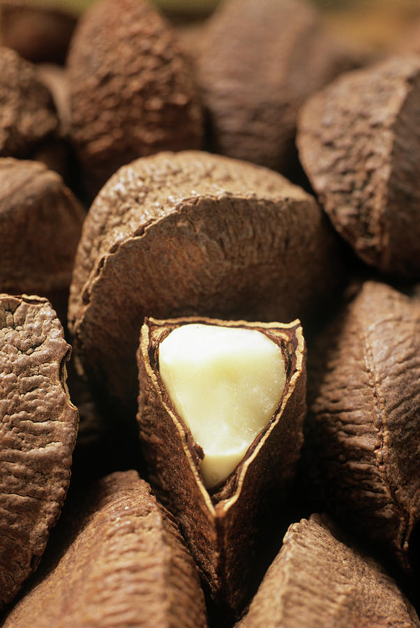 Brazil Nuts Photograph by Steve Taylor/science Photo Library