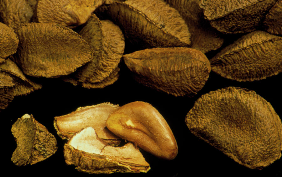 Brazil Nuts Photograph by Th Foto-werbung/science Photo Library