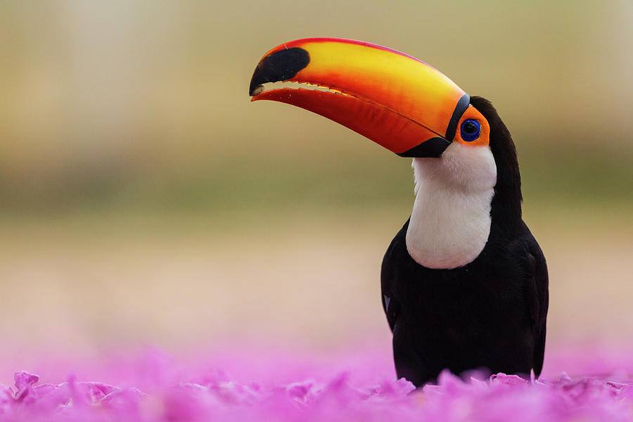 Brazil Toco Toucan In The Pantanal Photograph by Ralph H. Bendjebar ...