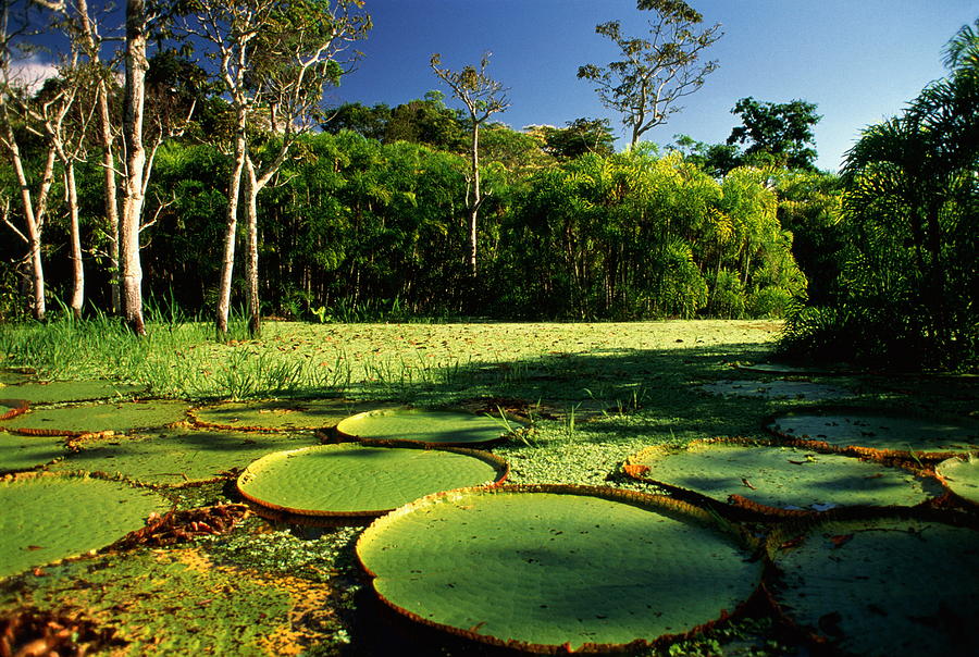 Brazil,Amazon,Giant Victoria Regia Lilypads Photograph by Will & Deni McIntyre