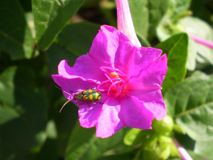 Flowers Still Life Photograph - Brazilian bug by Florentina De Carvalho