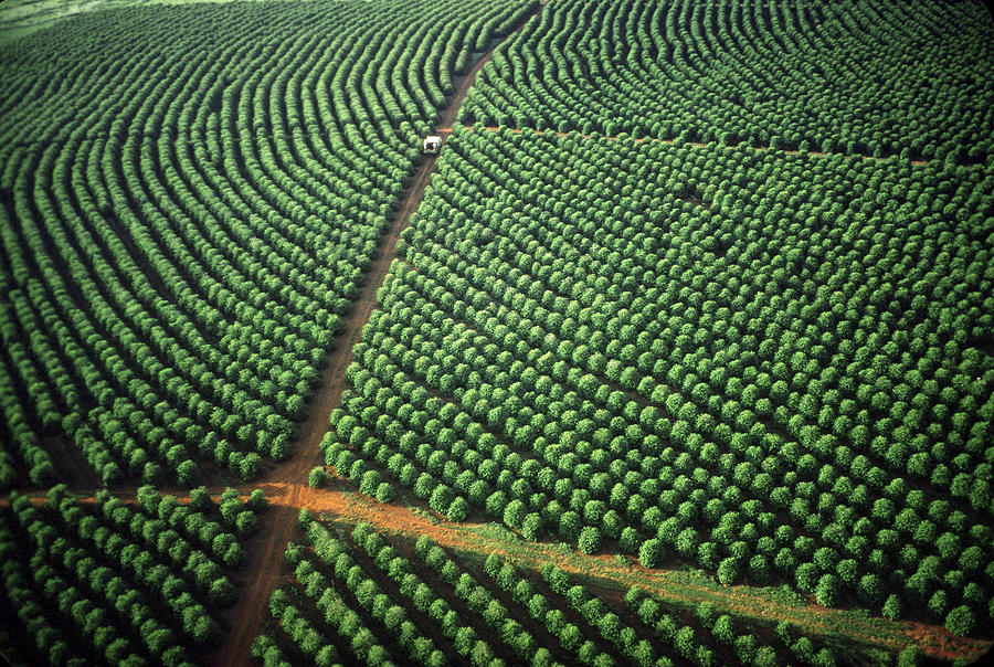 Brazilian Coffee Trees Photograph by Dick Davis