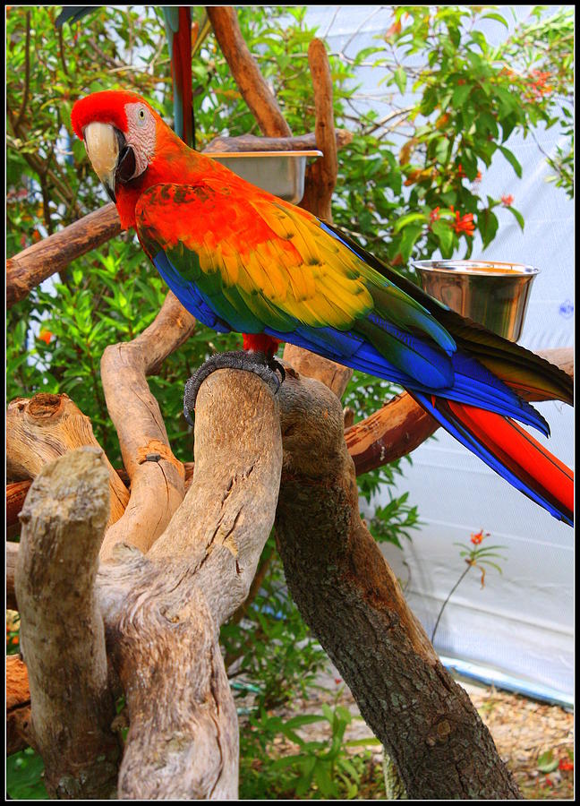 Parakeet Photograph - Brazilian Parrot by Dora Sofia Caputo