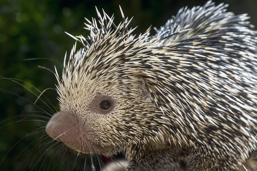 Brazilian Porcupine Photograph by Zssd
