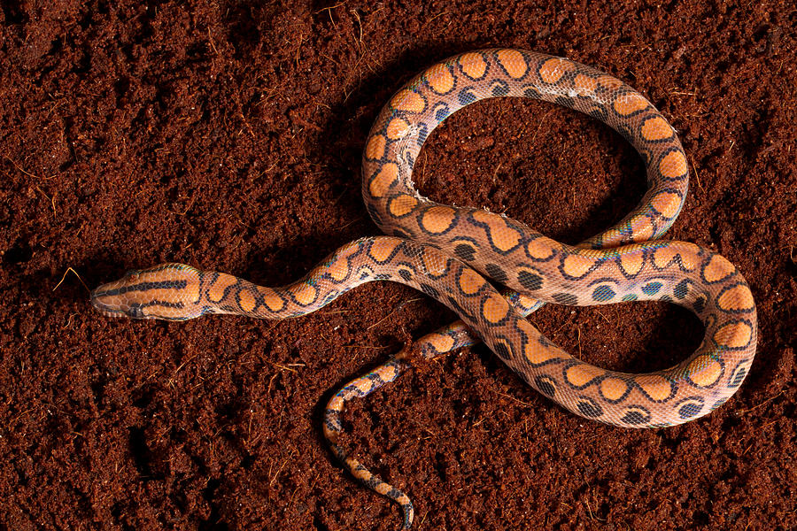 Snake Photograph - Brazilian Rainbow Boa by David Kenny