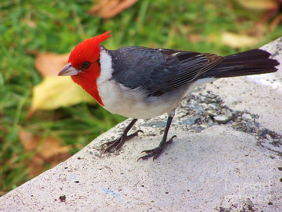Brazilian Red Capped Cardinal Photograph by Brigitte Emme