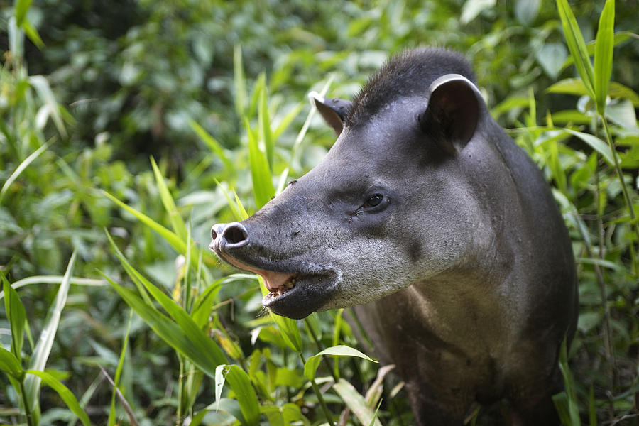 Brazilian Tapir Photograph by M. Watson