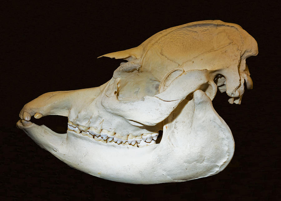 Brazilian Tapir Skull Photograph by Millard H. Sharp