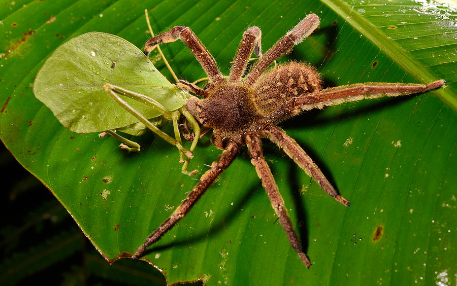 brazilian wandering spider habitat
