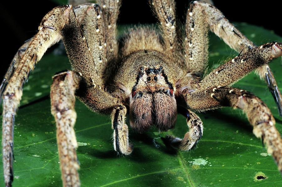 brazilian wandering spider images