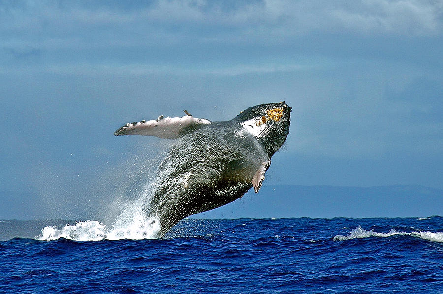 Breach 2 - A humpback whale leaps out of the water Photograph by Nature ...