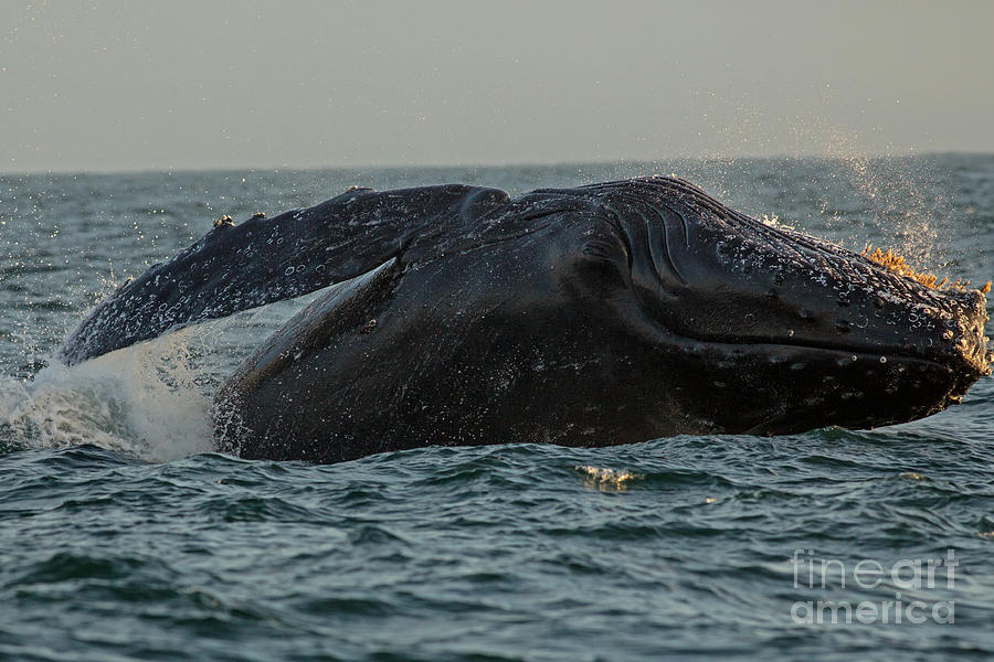 Breach of the Humpback Whale 2 Photograph by Natural Focal Point Photography