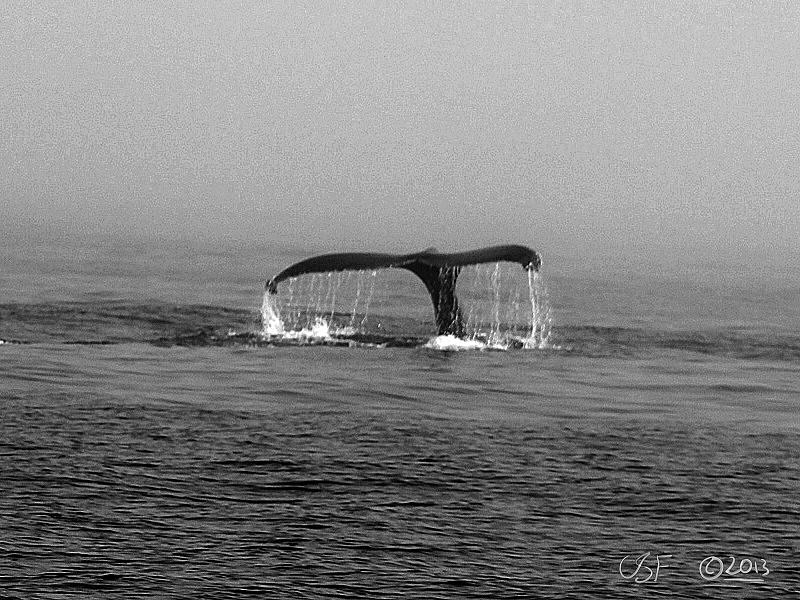 Breaching Humpback 1 Photograph by Chris Fieldhouse | Fine Art America