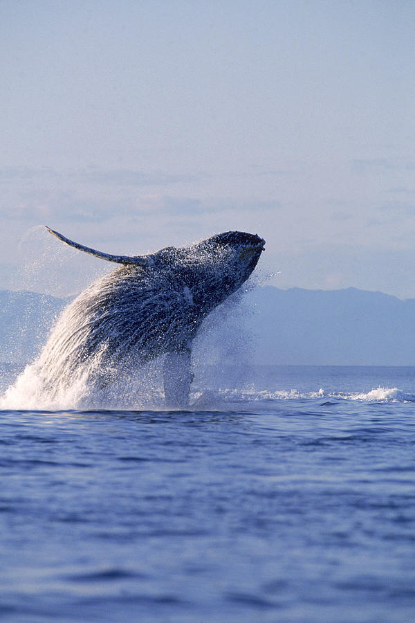 Breaching Humpback Whale Photograph by F. Stuart Westmorland