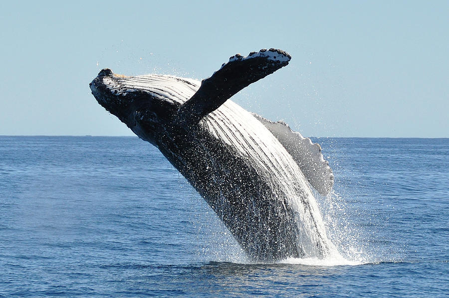 Breaching humpback whale megaptera novaeangliae Photograph by Tim Melling