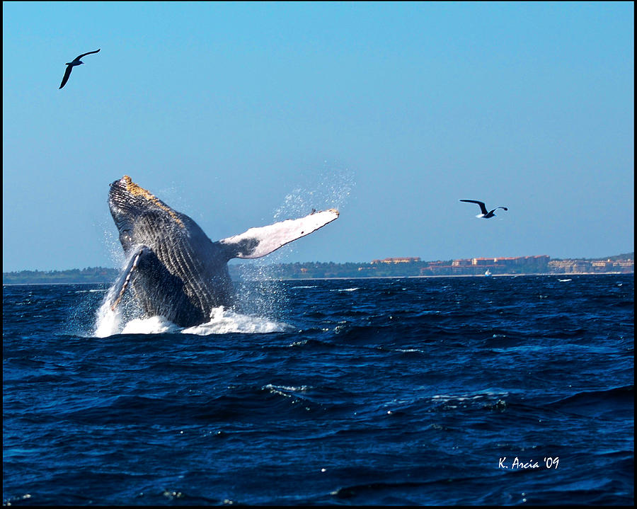 Breaching Whale Photograph by Ken Arcia