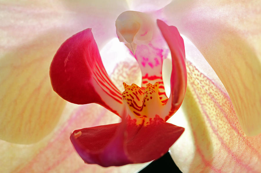 Orchid Photograph - Break Free by Juergen Roth