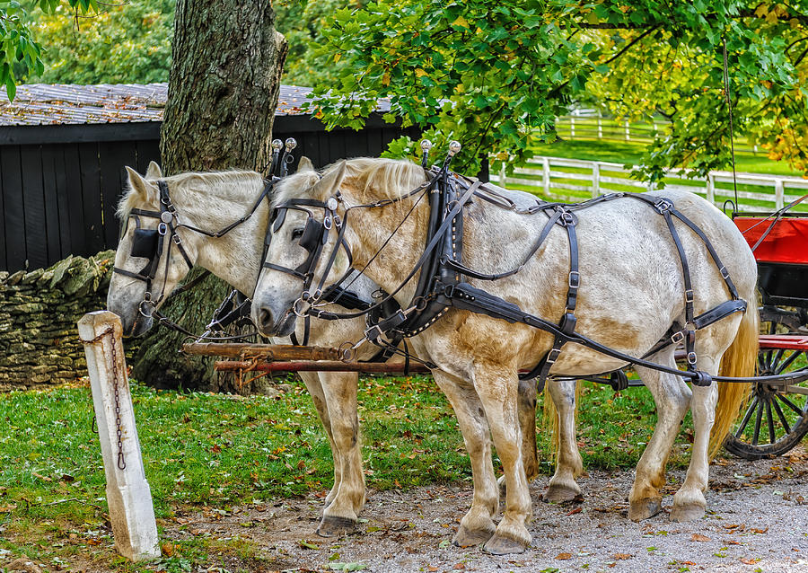 Horse Photograph - Break Time On A Kentucky Farm - V1 by Frank J Benz