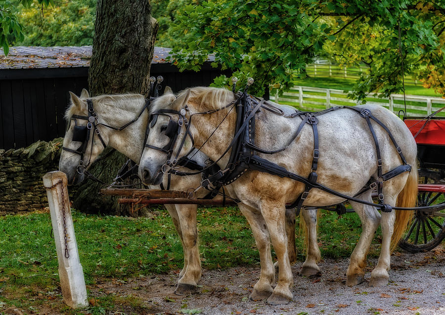 Horse Photograph - Break Time On A Kentucky Farm - V2 by Frank J Benz