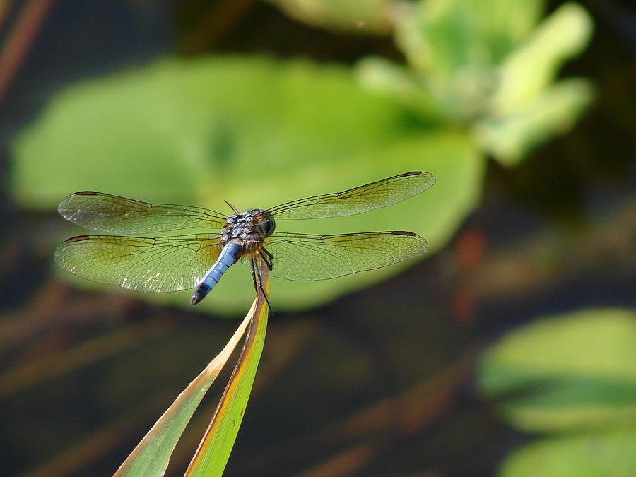 Dragonfly Photograph - Break Time by Pat Lopez