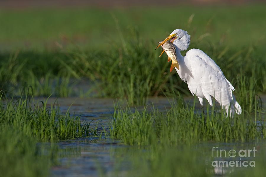 Breakfast with an Egret Photograph by Bryan Keil