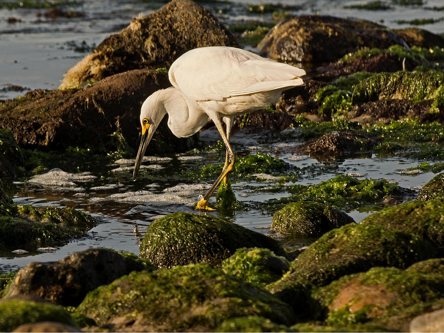 Egret Photograph - Breakfast in Sight by Theo OConnor