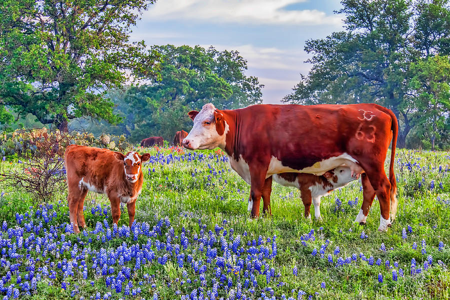 Spring Photograph - Breakfast in the Bluebonnets by Tom Weisbrook