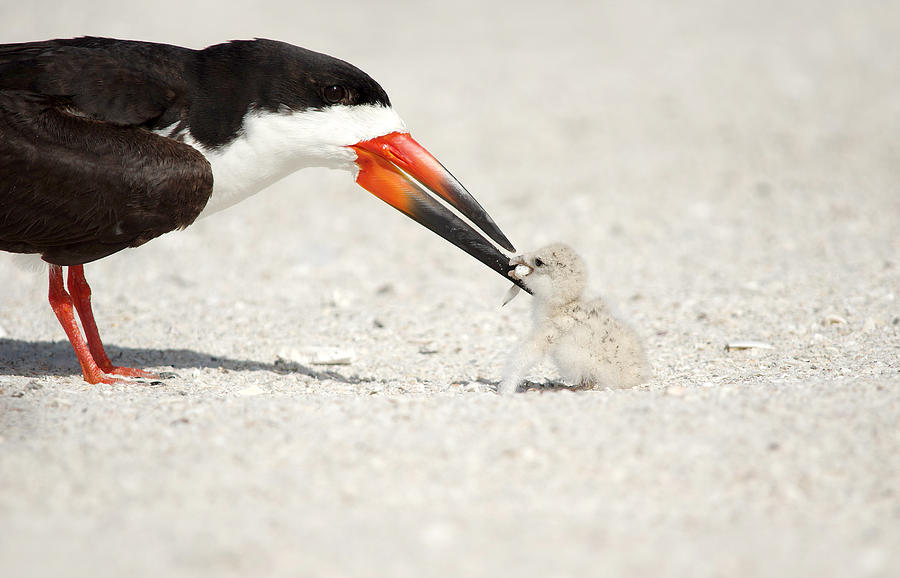 Black Skimmer and chick. Photograph by Evelyn Garcia