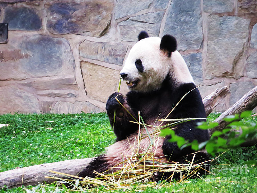 Breakfast Of Pandas Photograph by Dawn Gari