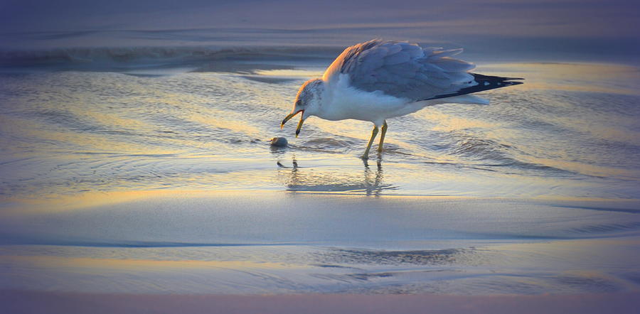Nature Photograph - Breakfast on the Beach by Toni Abdnour