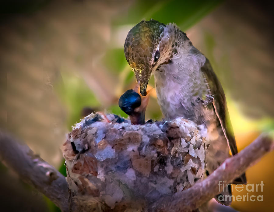 Hummingbird Photograph - Breakfast by Robert Bales