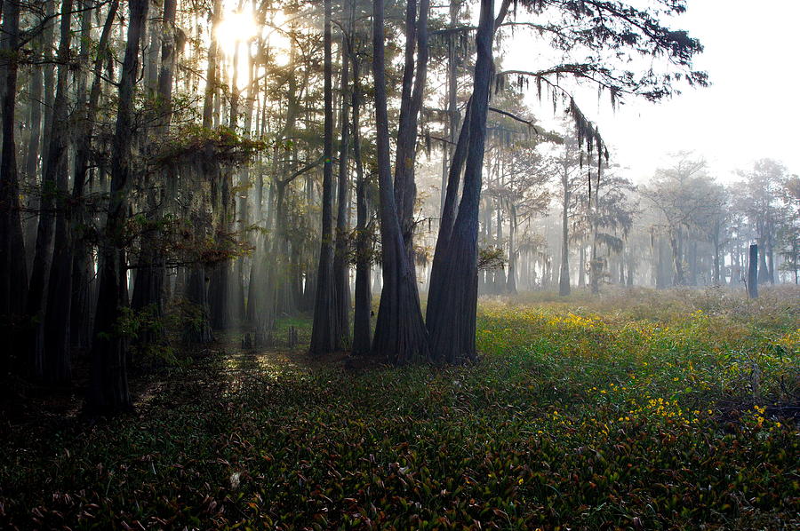 Breaking Through Morning Fog Photograph by Ron Weathers