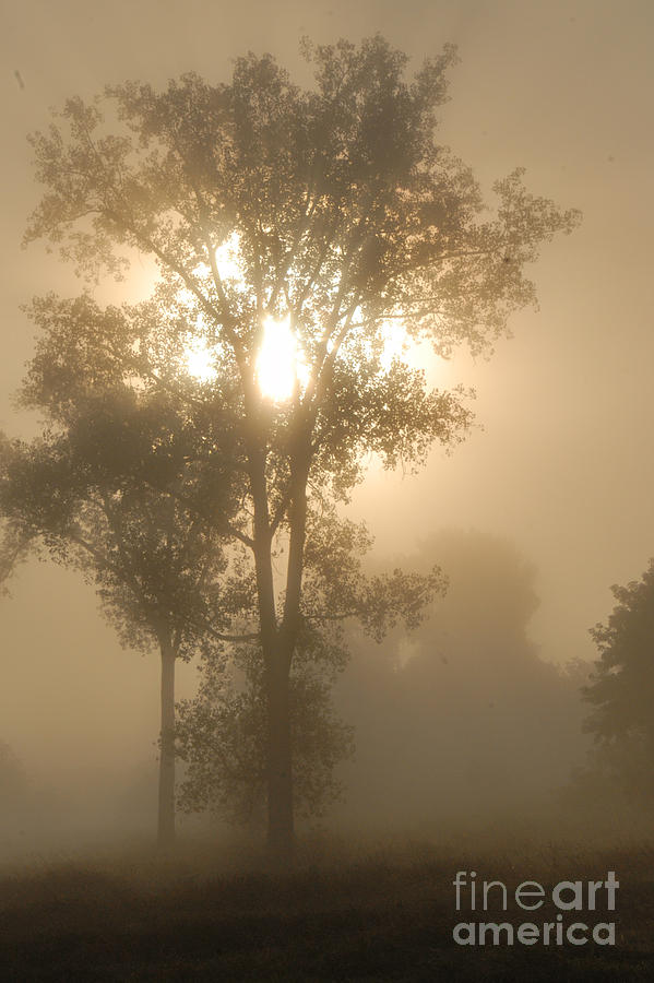 Breaking Through the Fog Photograph by Larry Ricker