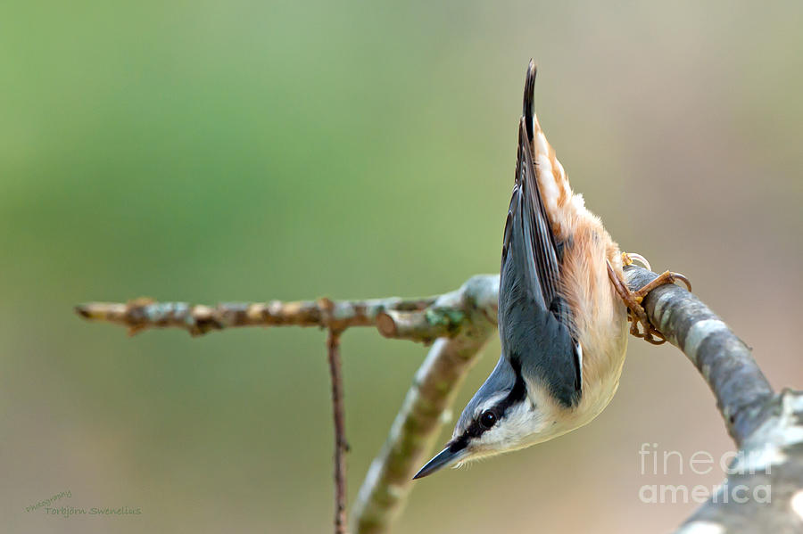 Breakneck - the Nuthatch  Photograph by Torbjorn Swenelius