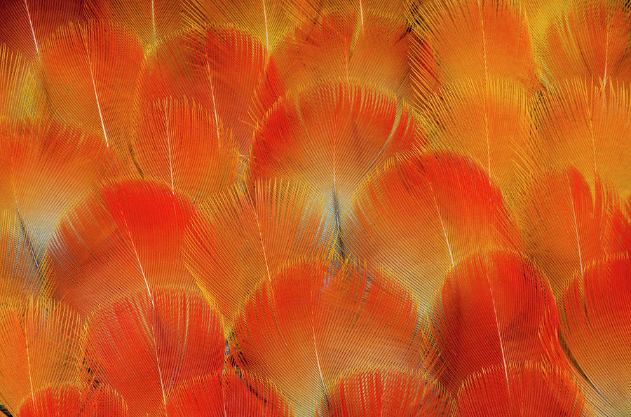 Macaw Photograph - Breast Feathers Of The Camelot Macaw by Darrell Gulin