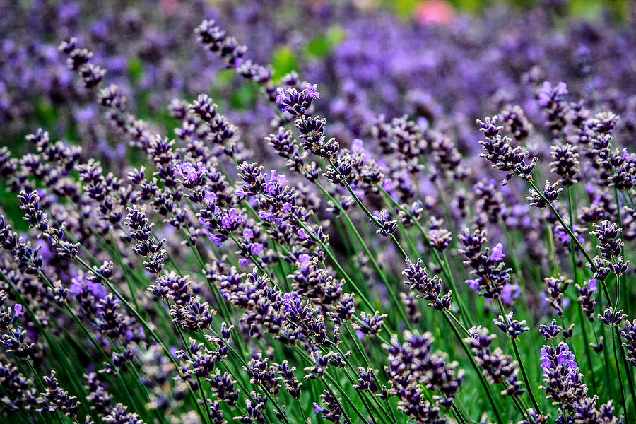 Breath of Lavender Photograph by CarolLMiller Photography