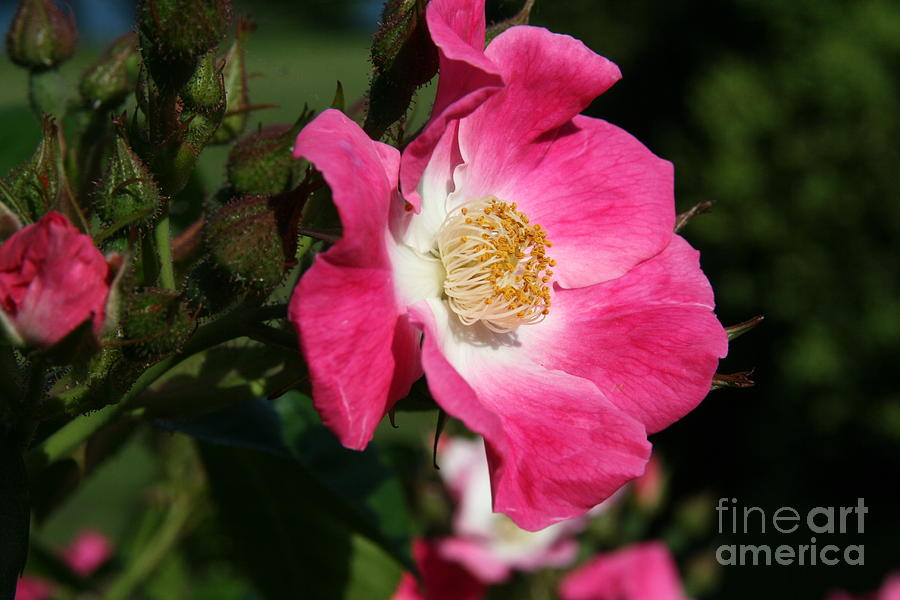 Flower Photograph - Breathe of Fresh Air  by Neal Eslinger