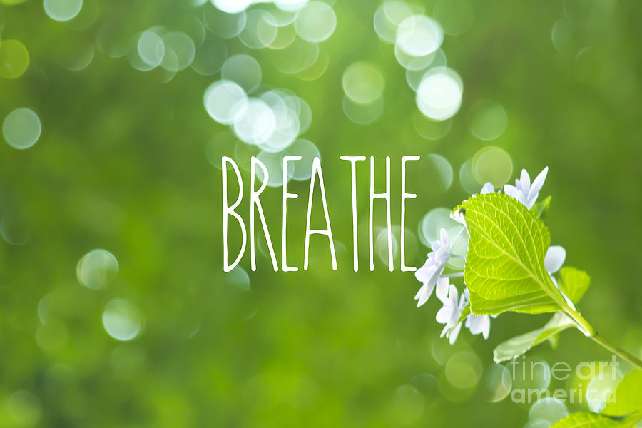 Breathe Refreshing Hydrangea Green Leaves and Bokeh Photograph by Beverly Claire Kaiya