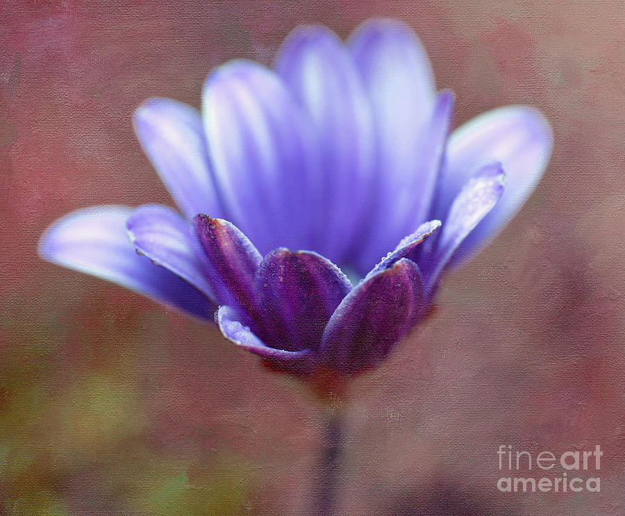 African Daisy Photograph - Breathing In by Irina Wardas
