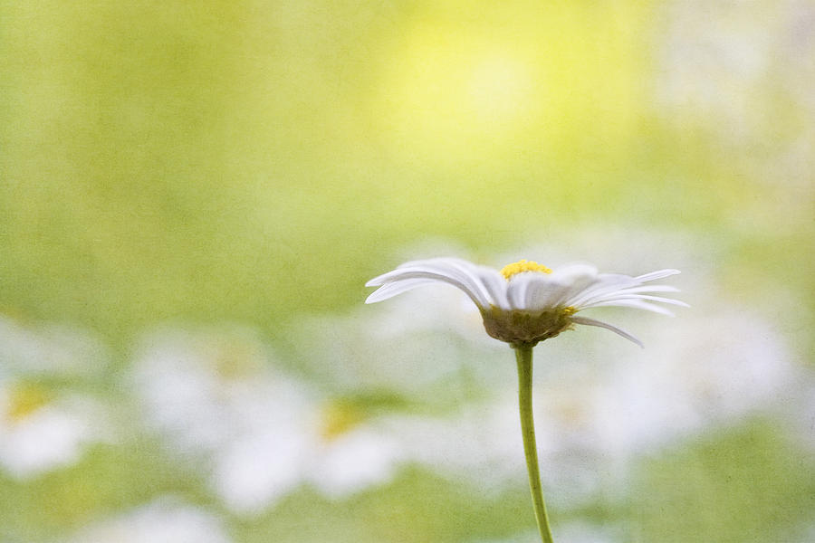 Daisy Photograph - Breathing light by Maria Ismanah Schulze-Vorberg