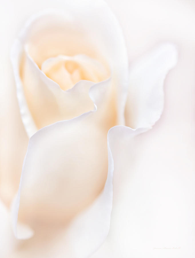 Summer Photograph - Breathless Peach Rose Flower by Jennie Marie Schell