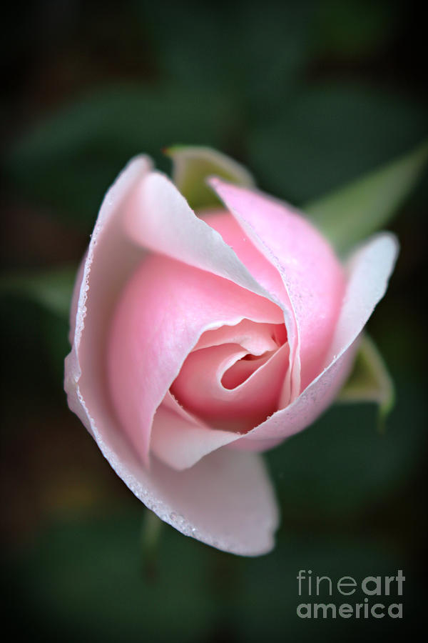 Breathless Pink Rose Bud Floral Art Photograph by Ella Kaye Dickey