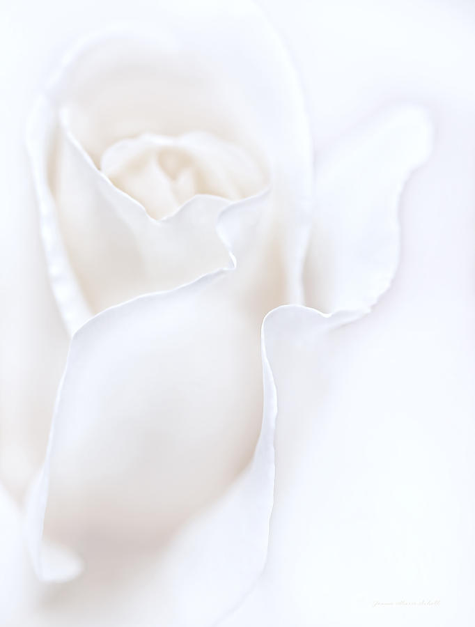 Breathless White Rose Flower by Jennie Marie Schell