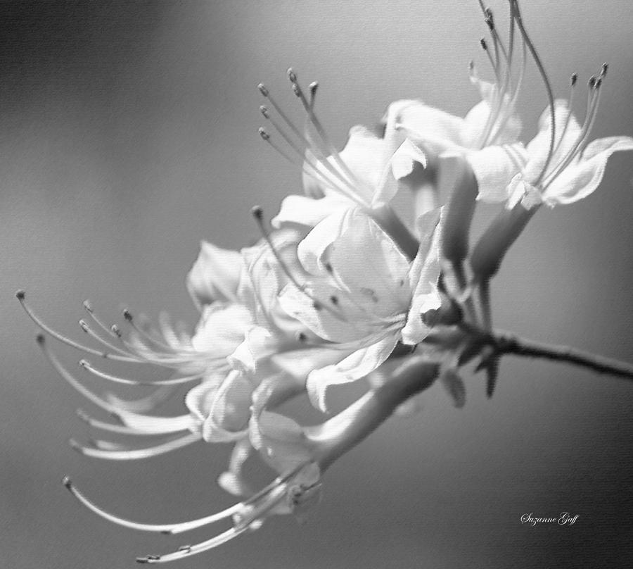 Breathtaking in Black and White Photograph by Suzanne Gaff